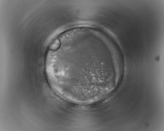 X0000113961411200910232019