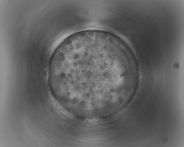 X0000113961415200910232019