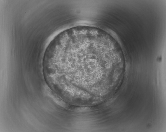 X0000113961435200910232019