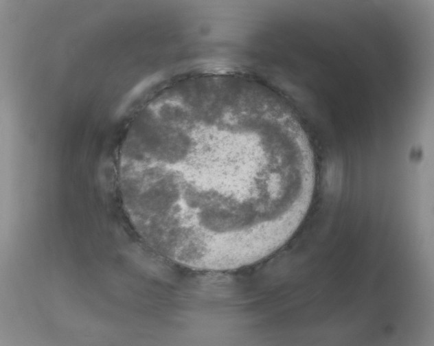 X0000113961446200910232018