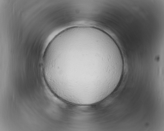 X0000113961486200910232018