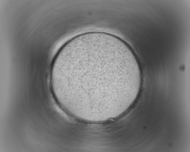 X0000113961511200910232017