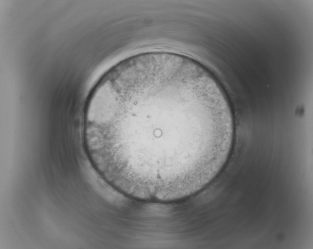 X0000113961514200910232017