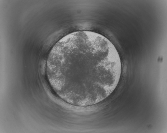 X0000113960026200911061335