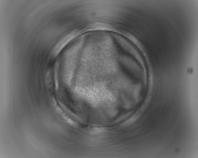 X0000113961385200911061316
