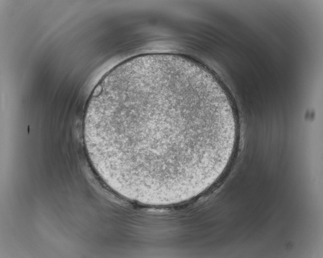 X0000113961465200911061315