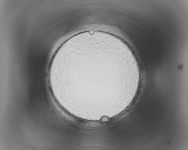 X0000113961517200911061314