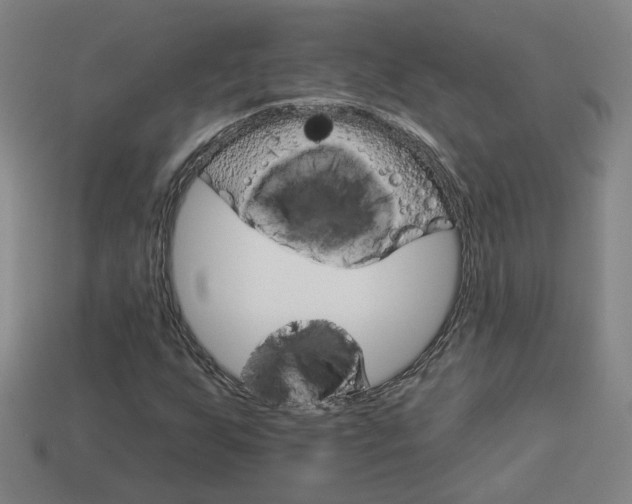 X0000113981255200910020942
