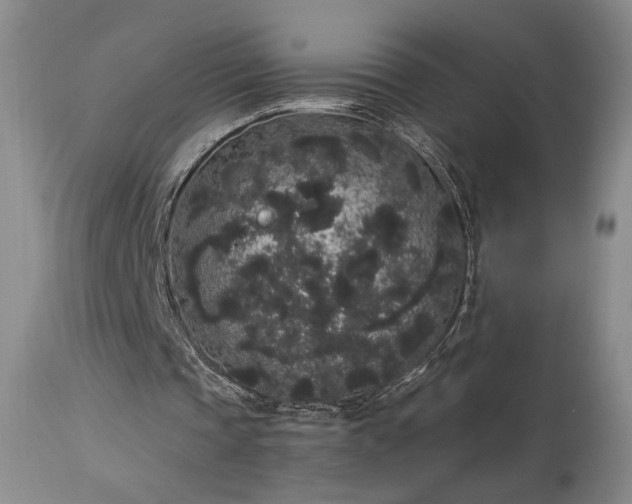 X0000113980337200910021142