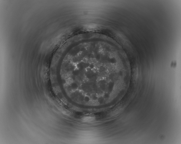 X0000113980653200910021138