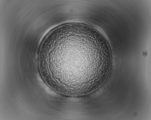 X0000113980996200910021132