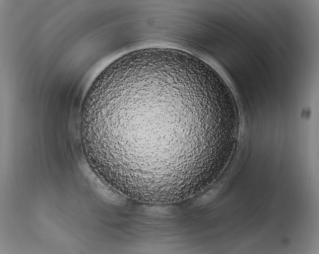 X0000113981004200910021132