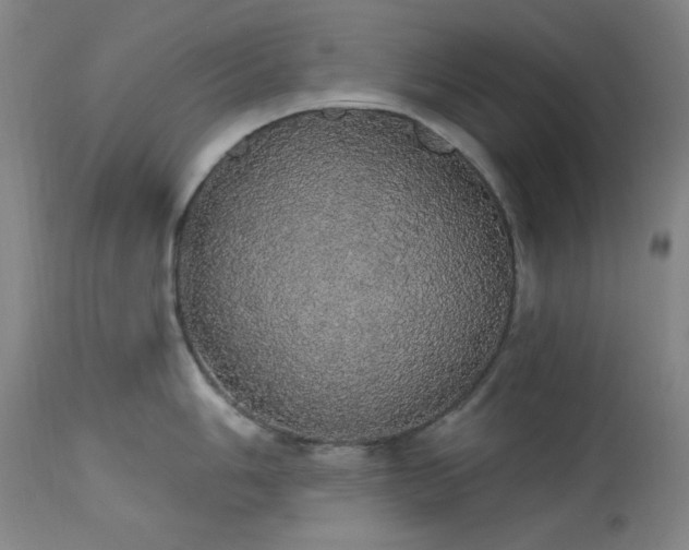 X0000113981006200910021132
