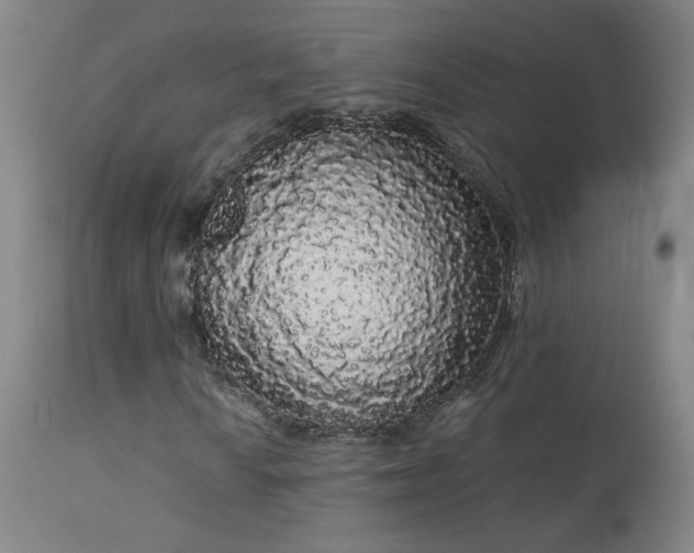 X0000113981010200910021131