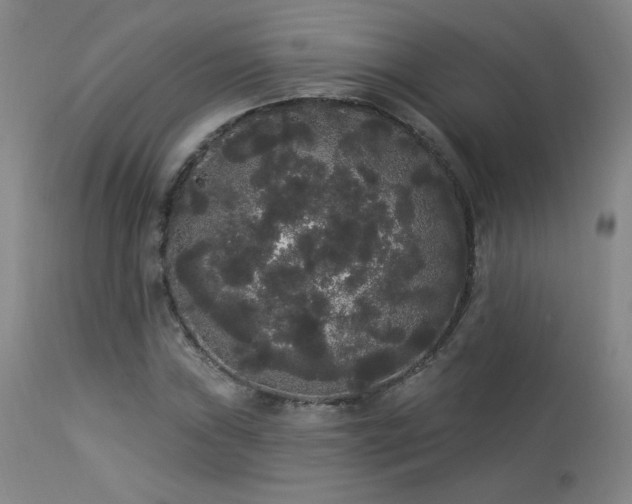X0000113981019200910021131