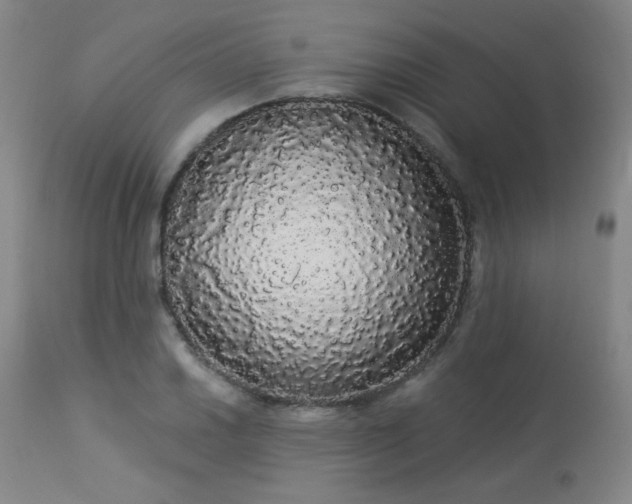 X0000113981030200910021131