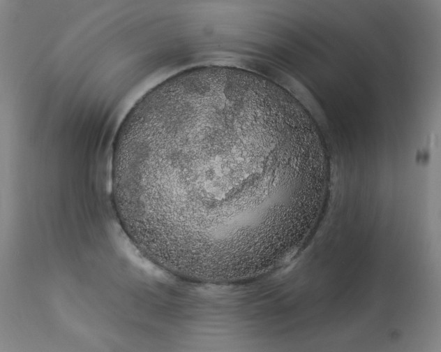 X0000113981036200910021131