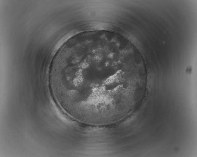 X0000113981039200910021132