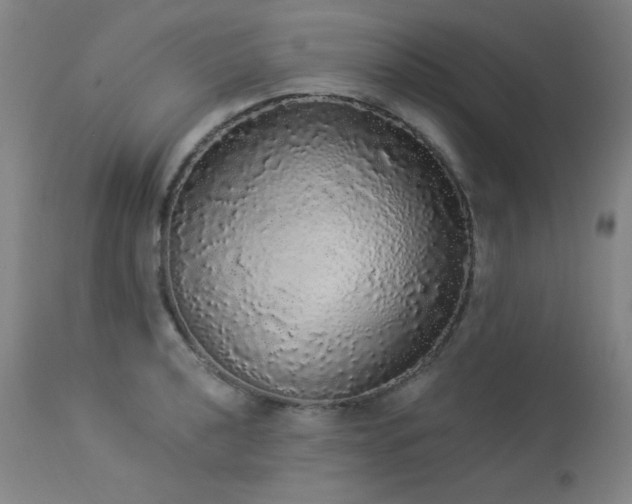 X0000113981040200910021132