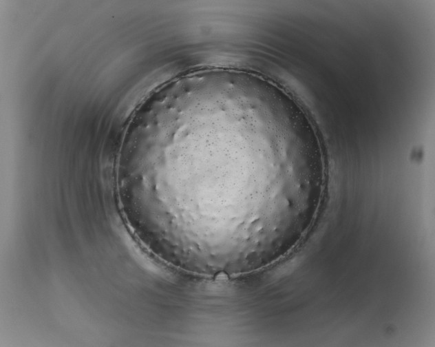 X0000113981041200910021132
