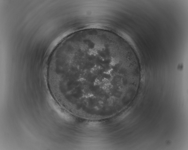 X0000113981043200910021132