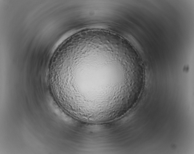 X0000113981044200910021132