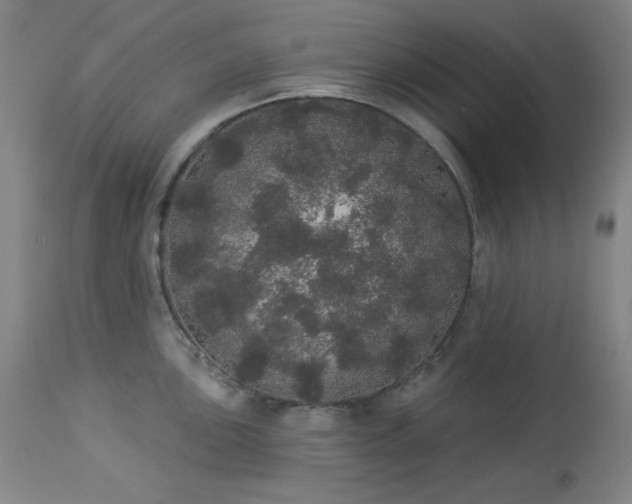 X0000113981051200910021132