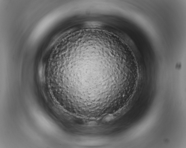 X0000113981054200910021132
