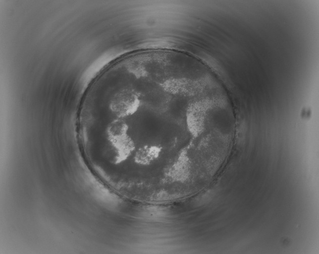 X0000113981086200910021131