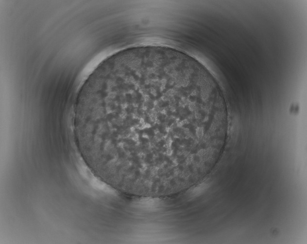 X0000113981094200910021131