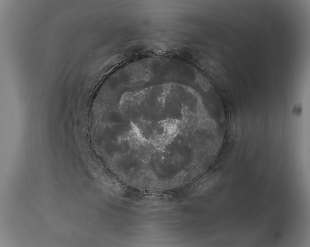 X0000113981105200910021130
