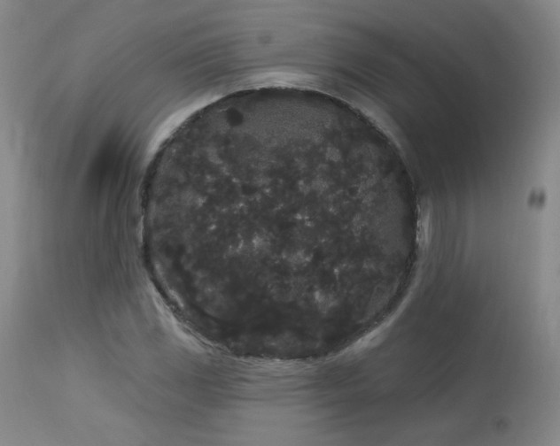 X0000113981117200910021130
