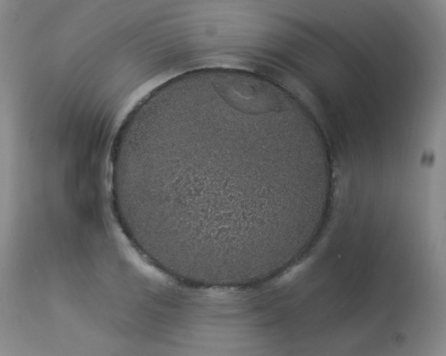 X0000113981125200910021130