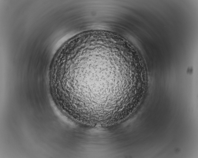 X0000113981133200910021130