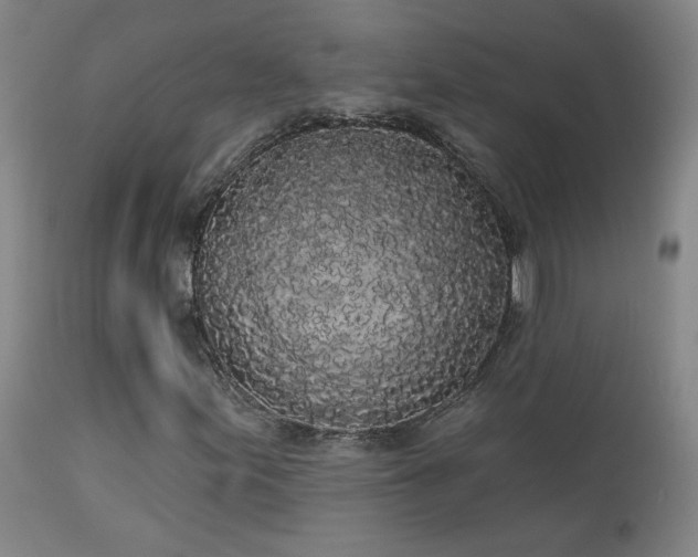 X0000113981155200910021130