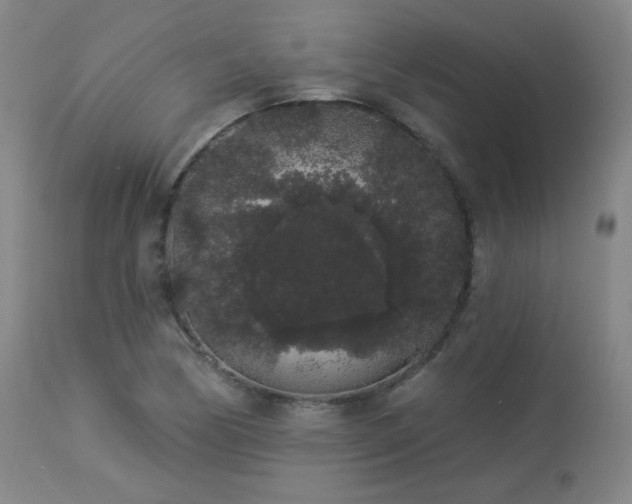 X0000113981170200910021129