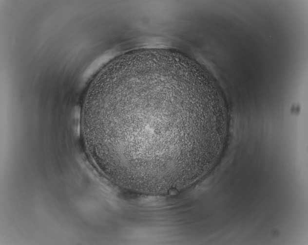 X0000113981171200910021129