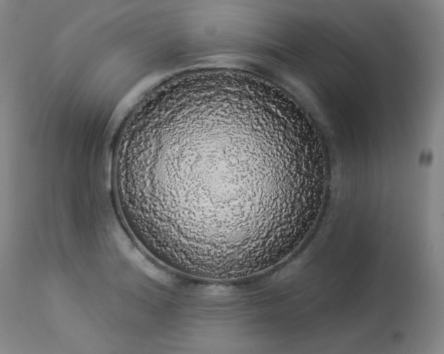 X0000113981180200910021129