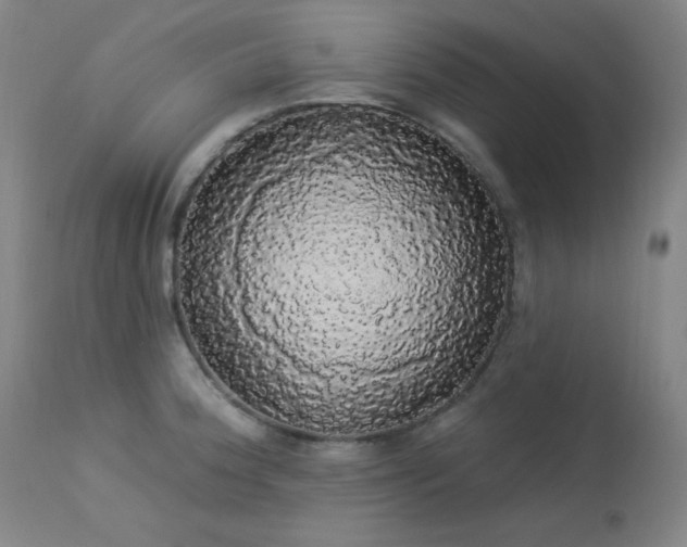 X0000113981188200910021129