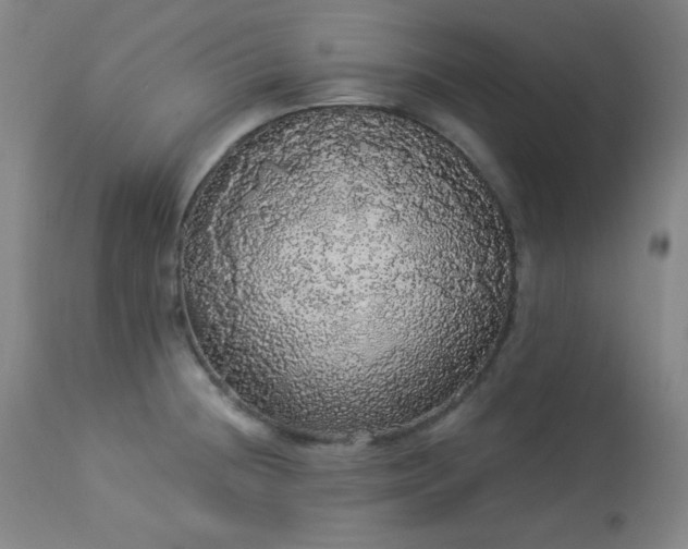 X0000113981236200910021129