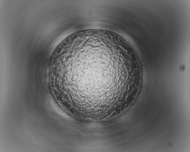 X0000113981238200910021129