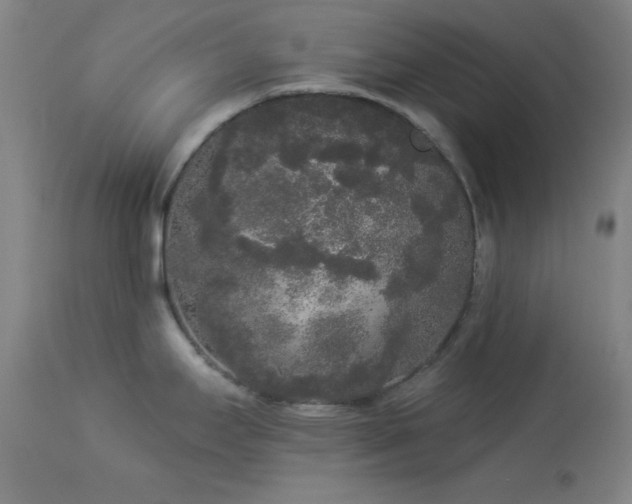 X0000113981295200910021127