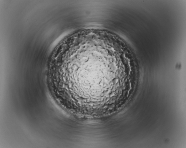 X0000113981325200910021127