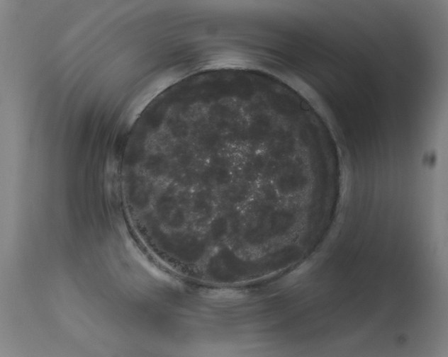 X0000113981337200910021127