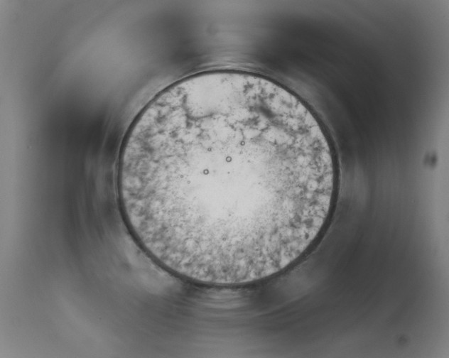 X0000113981338200910021127