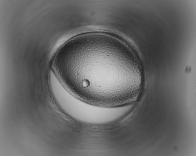 X0000113981365200910021126