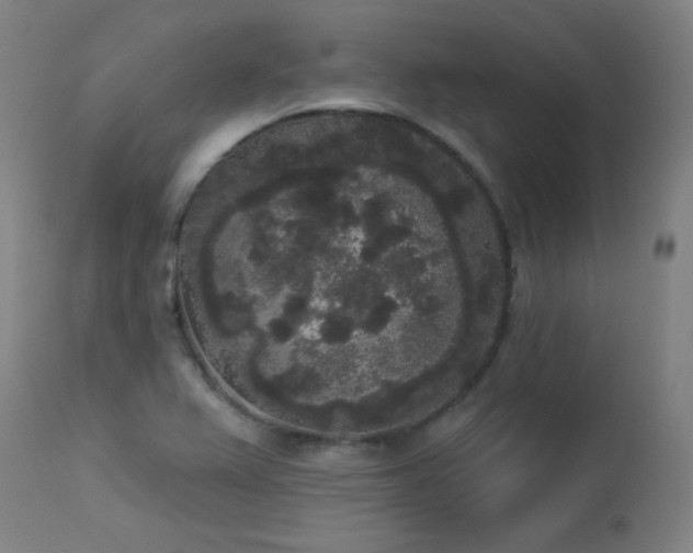 X0000113981367200910021126