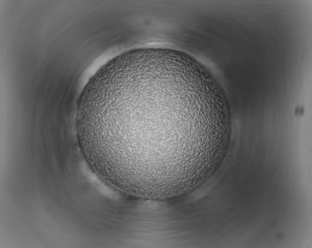 X0000113981374200910021126
