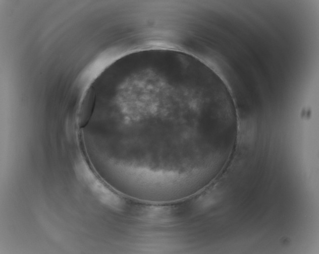 X0000113981381200910021126
