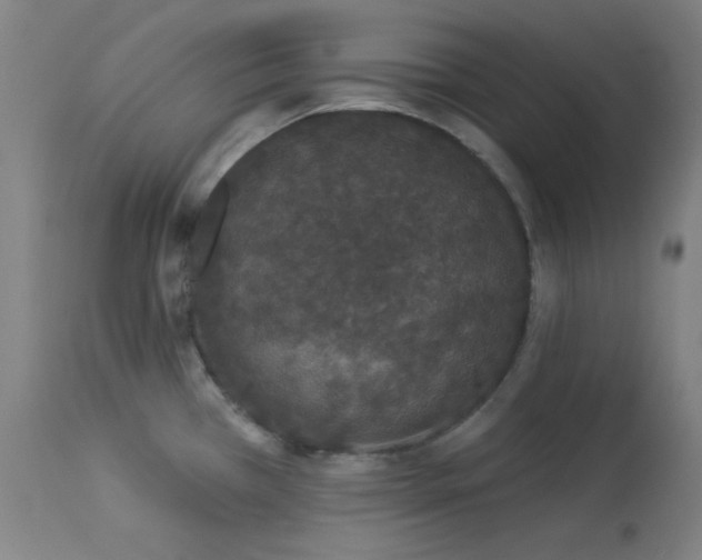 X0000113981385200910021126